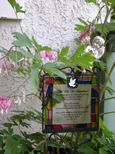 Garden Photo Two
