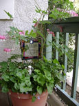 Garden Photo Three