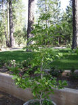 Garden Photo Four