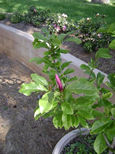 Garden Photo 14