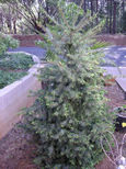 Garden Photo Eleven