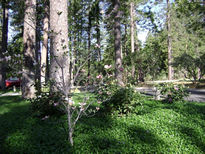 Garden Photo 13
