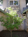Garden Photo 12